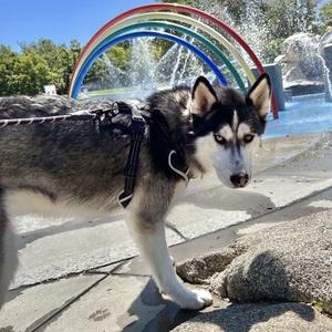 Snickerdoodle, Siberian Husky, adult, available for adoption