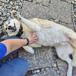 Celine, Siberian Husky, adult, available for adoption