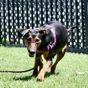 Ladybug, Doberman Pinscher, young, available for adoption