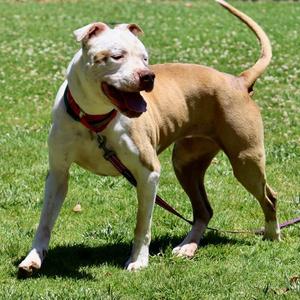 Aloha, Pit Bull Terrier, senior, available for adoption