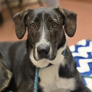 Nova, Border Collie / Mastiff, young, available for adoption