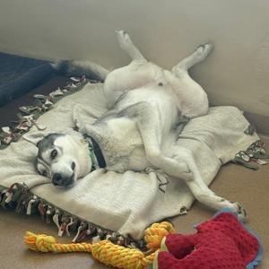 Brutus, Siberian Husky, adult, available for adoption