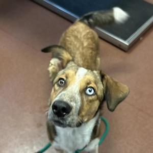 A brown and white dog with blue eyes looking up at the camera.