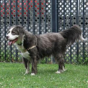 A long-haired dog with a black and white coat standing on a grassy lawn in front of a black lattice fence.