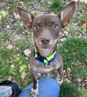 A small brown dog with large ears and a blue and green collar standing on a person's lap in a grassy area.