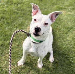 A white dog with black spots on its face and ears, wearing a green collar, sitting on a grassy field with a rope leash attached to its collar.