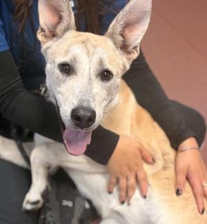Sandy, Labrador Retriever / Shepherd, adult, available for adoption