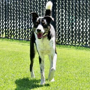 Arlo, Border Collie / Shepherd, young, available for adoption