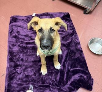 Watson, Anatolian Shepherd, puppy, available for adoption