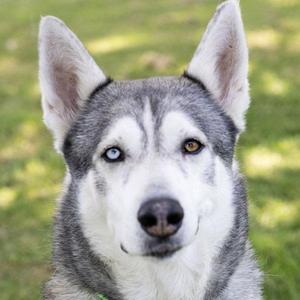 Close-up photo of a husky dog with one blue eye and one brown eye, looking at the camera.