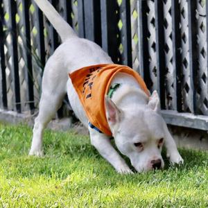 Queenie, Pit Bull Terrier, young, available for adoption