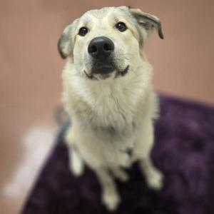 Raja, Great Pyrenees, young, available for adoption