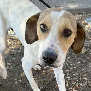 Emiliano, Hound, adult, available for adoption