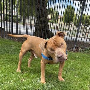 Praline, Pit Bull Terrier, adult, available for adoption