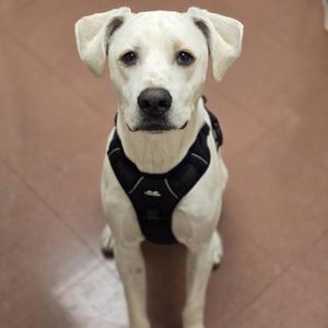 A white dog wearing a black harness, sitting on a tiled floor.