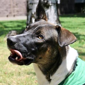 Mrs. Moose, Doberman Pinscher / Rottweiler, young, available for adoption