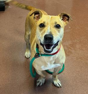 A happy dog wearing a green harness and collar, sitting on a brown floor.
