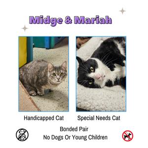 An image of two cats, Midge and Mariah, labeled as a handicapped cat and a special needs cat, respectively.