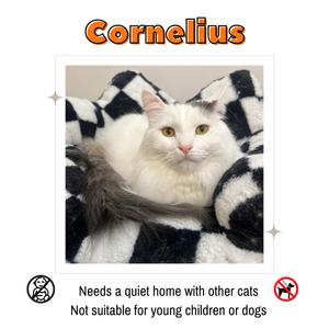 A white cat with long fur and green eyes is lying on a black and white checkered blanket. The cat has a fluffy tail and is looking directly at the camera. The text above the image reads "Cornelius" in orange letters. Below the image, there is a message that says "Needs a quiet home with other cats. Not suitable for young children or dogs."