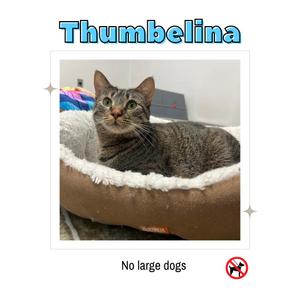 A tabby cat named Thumbelina is lying in a cozy, brown cat bed with a white, fluffy lining. The cat has a relaxed expression, with its ears perked up and eyes wide open. The background shows a room with some items, including a blue object and a gray box. Below the image, there is text that reads 'No large dogs' with a crossed-out dog symbol.