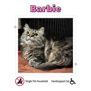 A fluffy cat with long fur sitting on a red surface, looking up with wide eyes. The cat is labeled "Barbie" and has text below it indicating it is a handicapped cat from a single pet household.