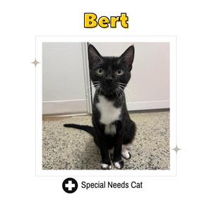 A black and white cat named Bert.