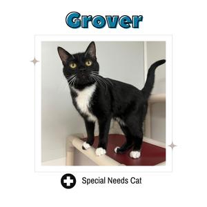 A black and white cat named Grover, labeled as a special needs cat.