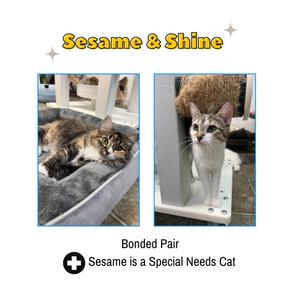 Two cats, one lying in a cat bed and another standing near a cat tree. Text overlay says 'Sesame & Shine', 'Bonded Pair', and 'Sesame is a Special Needs Cat'.