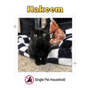A black cat named Hakeem sitting on a checkered bed.