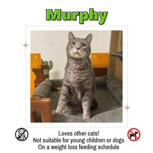 A gray tabby cat sitting on a cushioned surface, looking up with a curious expression. The cat is named Murphy and is described as loving other cats. The image includes text indicating it is not suitable for young children or dogs and is on a weight loss feeding schedule. There is a symbol indicating no dogs allowed and a prohibition sign for children.