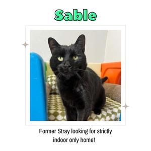 A black cat named Sable