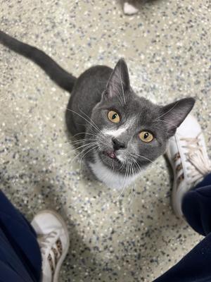 Ernie, young, available for adoption