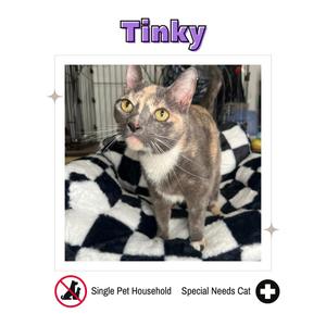 A cat named Tinky
