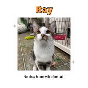 A cat named Ray, with white and grey fur, looking up. The text below says 'Needs a home with other cats'.