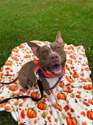 Cookie, Mixed Breed, adult, available for adoption