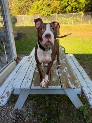 Creed, Pit Bull Terrier Mix, adult, available for adoption