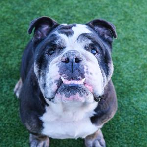 Meatball, Bulldog, adult, available for adoption