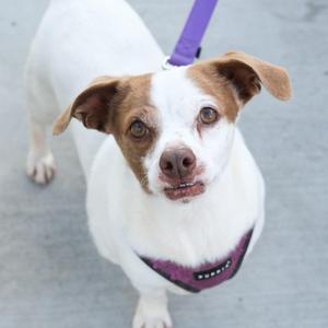 A brown and white dog wearing a purple harness and leash, looking up at the camera.