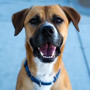 Harley, Hound, adult, available for adoption