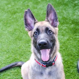 Russett, Belgian Shepherd / Malinois, young, available for adoption