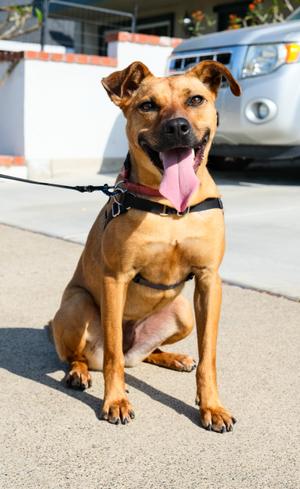 Riley, Mixed Breed, young, available for adoption