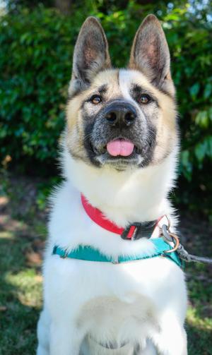Cashew, Akita, adult, available for adoption