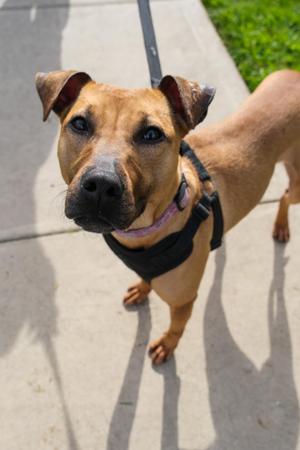 Jubilee, Mixed Breed, adult, available for adoption