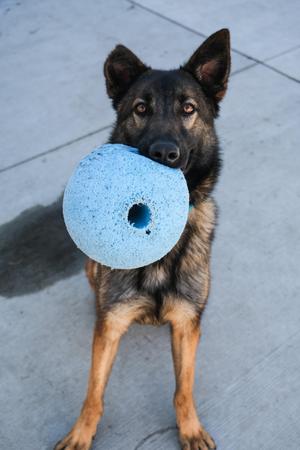 Willow, German Shepherd Dog, young, available for adoption