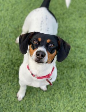 Lexie, Beagle / Jack Russell Terrier, adult, available for adoption