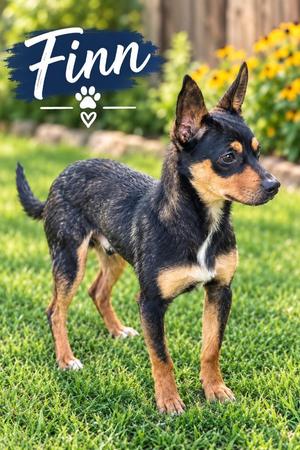 Finn, Chihuahua, young, available for adoption