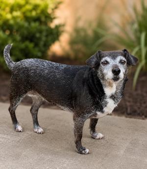 GooGoo, Chihuahua / Rat Terrier, senior, available for adoption