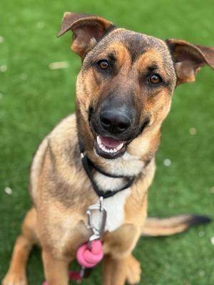 Jeley, German Shepherd Dog, young, available for adoption