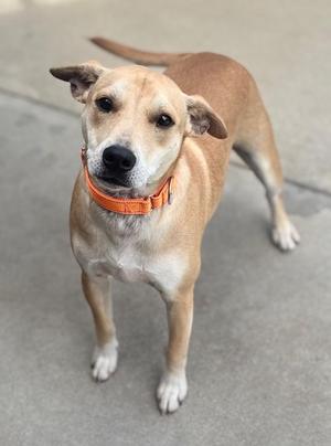A light brown dog with white paws and an orange collar standing on a concrete surface.