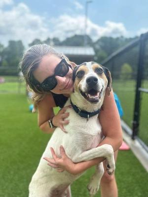 Hiker, Labrador Retriever / Hound, young, available for adoption